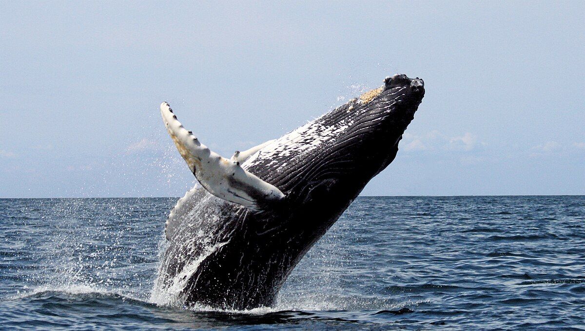 🐋 As fezes das baleias: um impacto enorme na vida marinha
