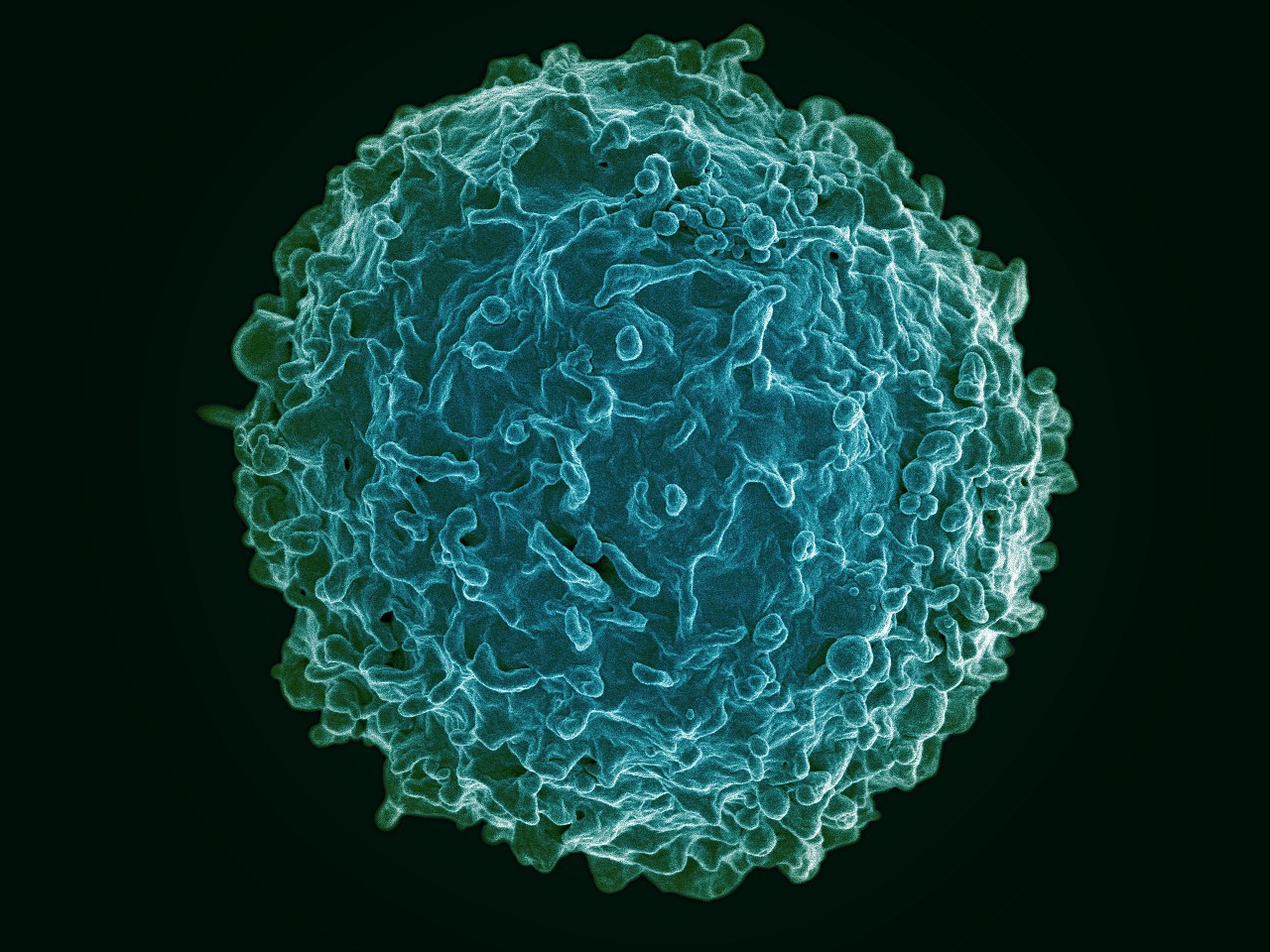 Découverte de nouveaux mécanismes immunitaires: vers un vaccin contre le cancer ?
