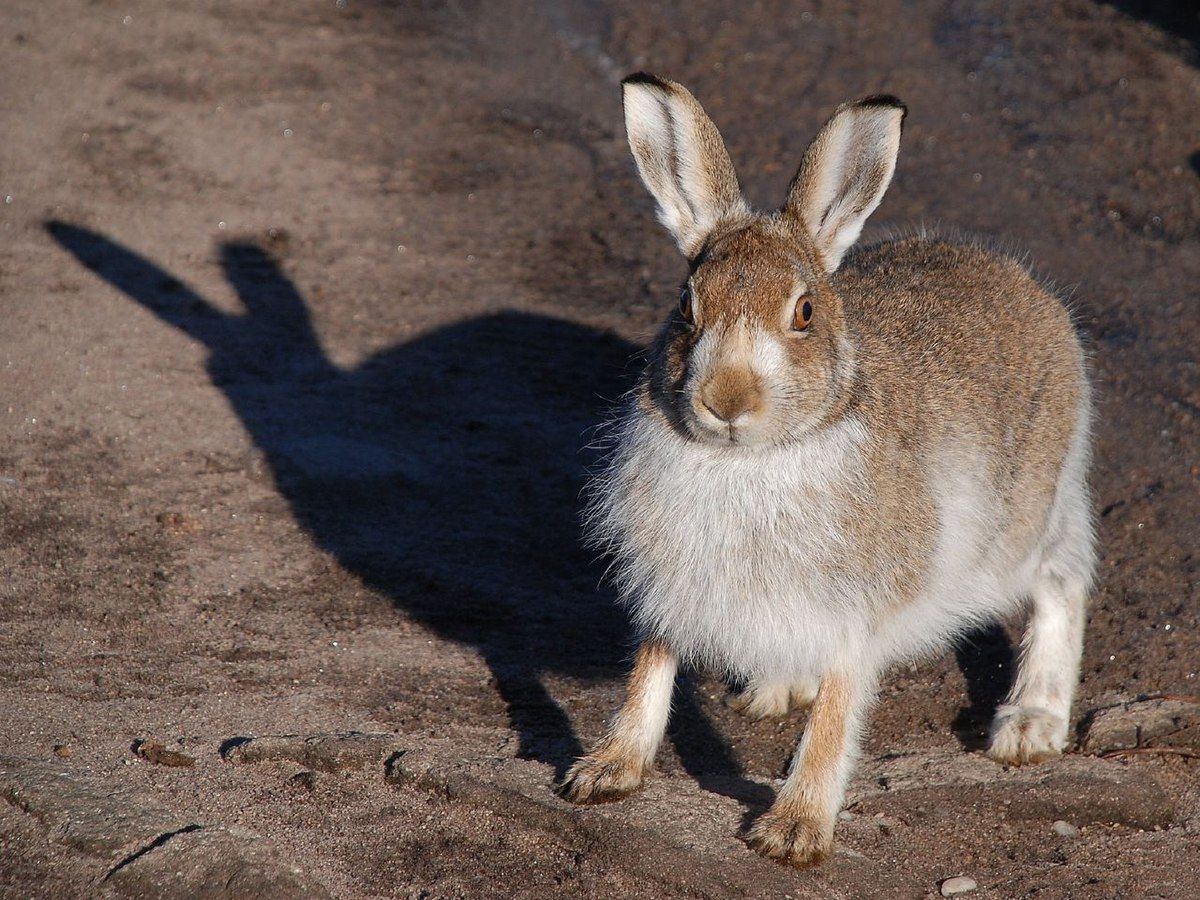 Pourquoi certains animaux changent de couleur l’été ?
