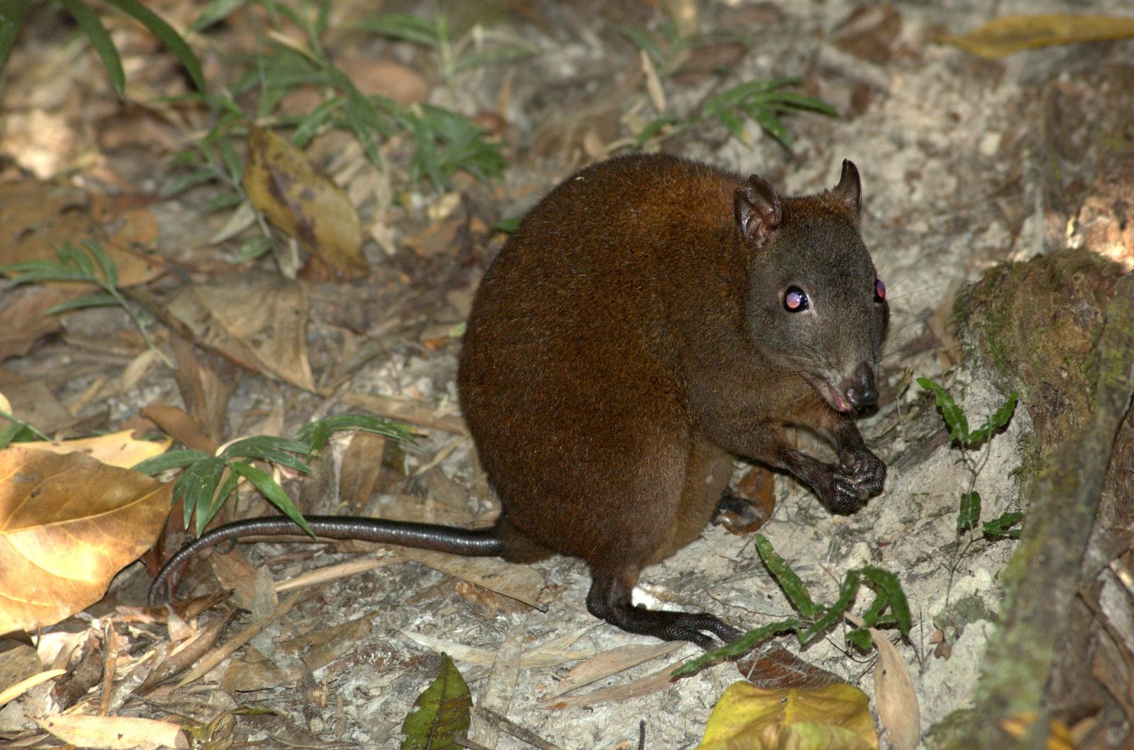 Do you know the musky rat-kangaroo, this marsupial with a unique gait? 🦘