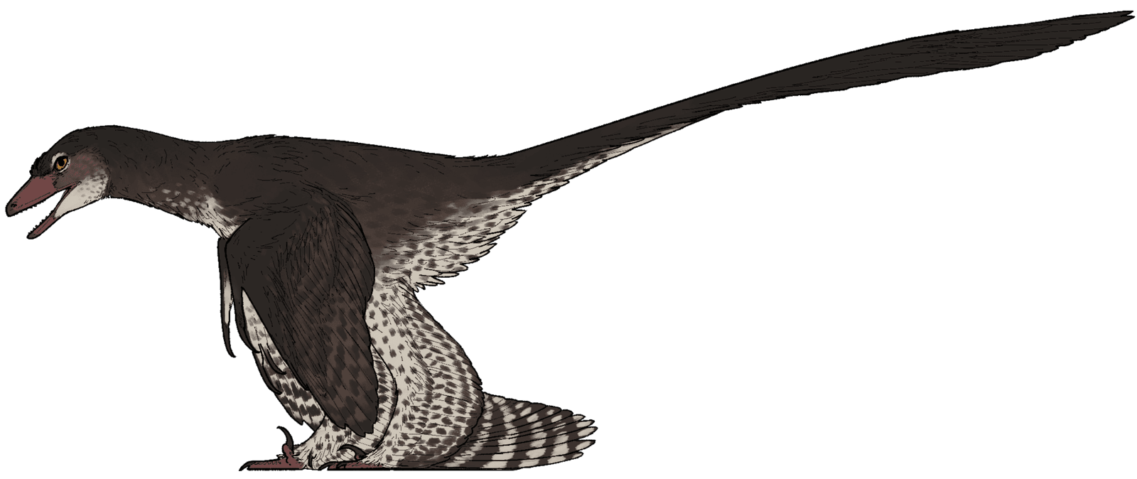 Norellraptor barsboldi