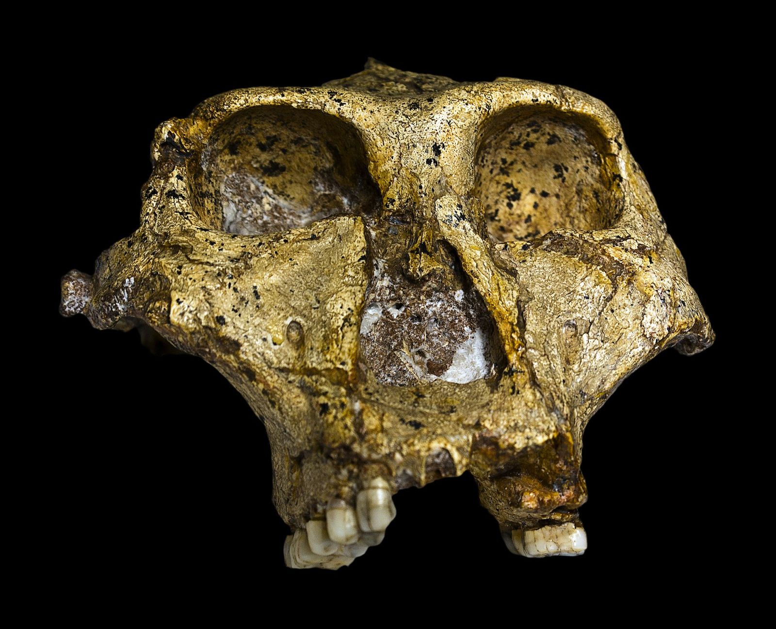 Esta espécie pré-histórica fabricava realmente suas próprias ferramentas? 🦴
