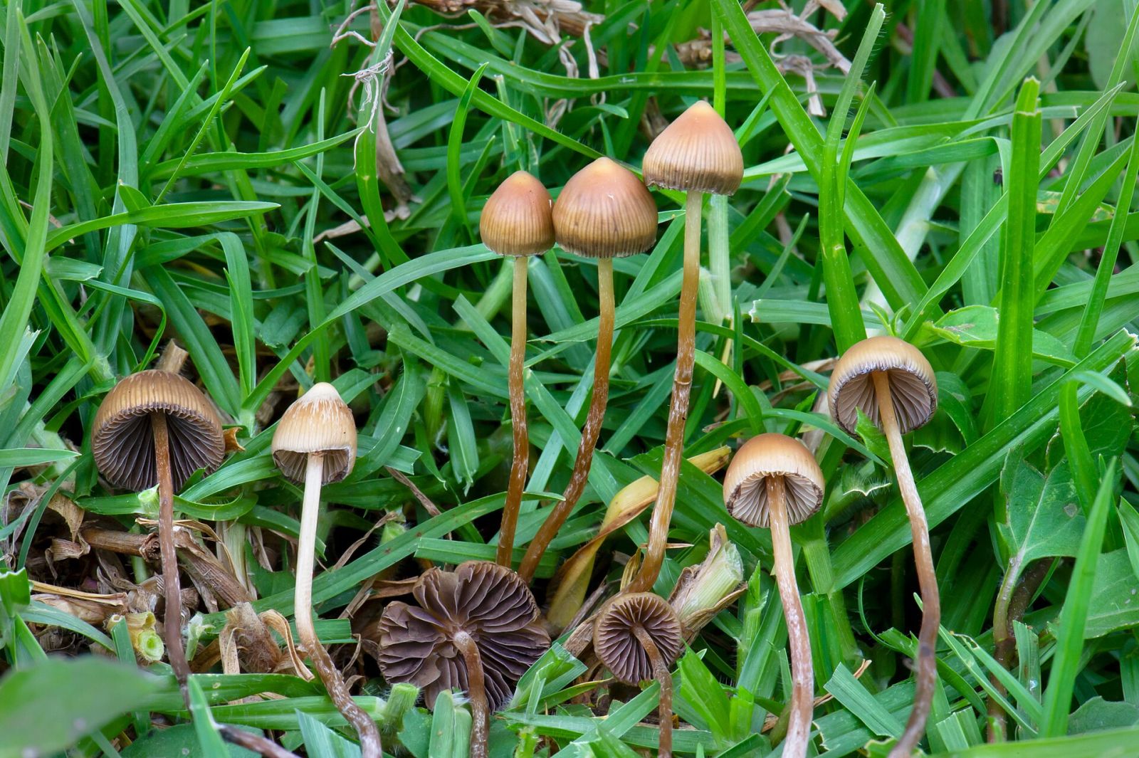🍄 Uma octogenária recupera a fala e a memória após ingestão de cogumelos alucinógenos