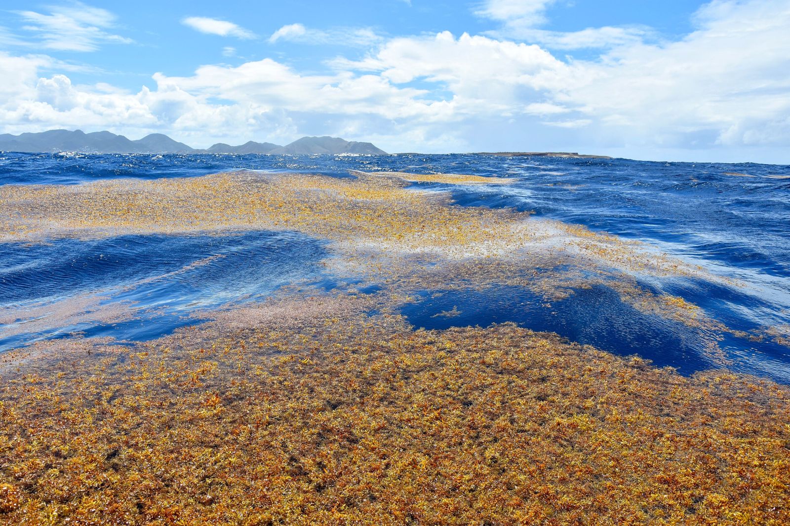 ⛱️ Pourquoi des algues brunes envahissent-elles les plages ? Le mystère des sargasses