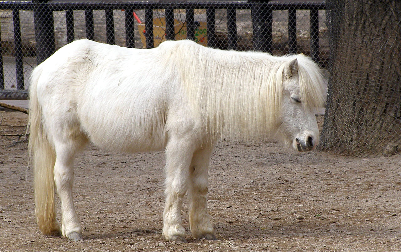 Pourquoi les chevaux dorment-ils debout ?