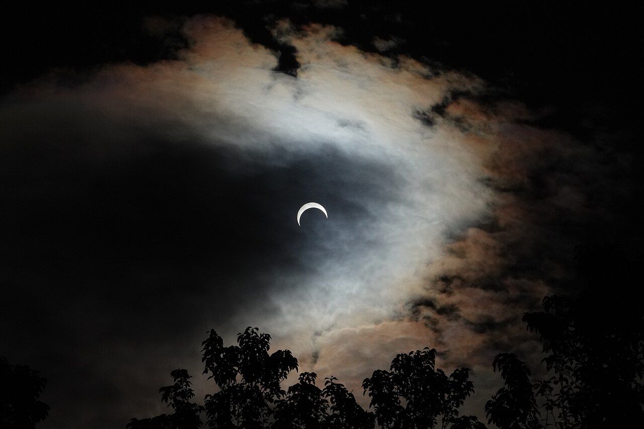 🌲 Les arbres communiquent entre eux juste avant une éclipse : vraiment ?