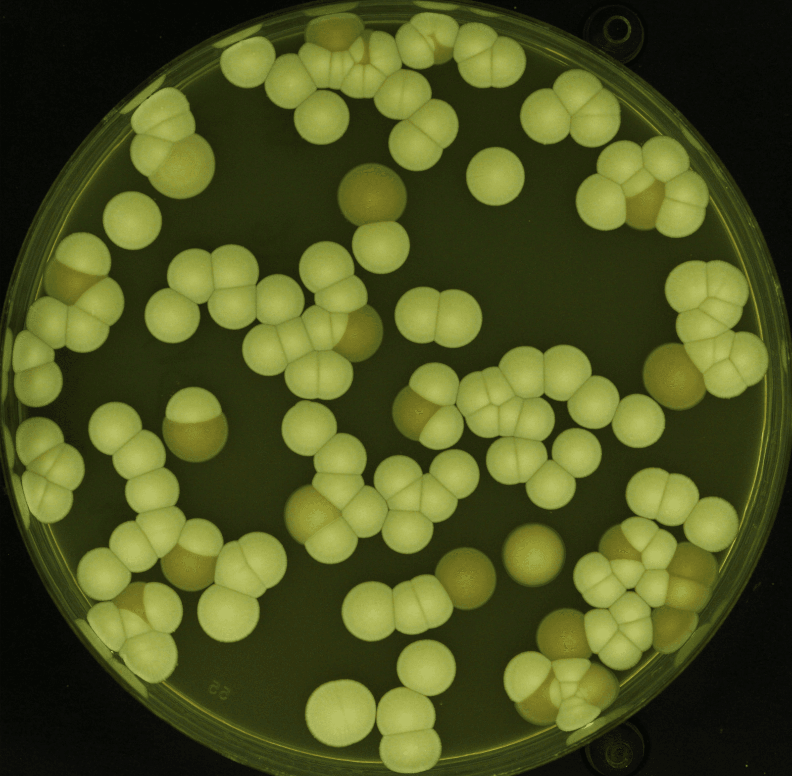 🦠 Inédit : un champignon résiste en multipliant ses chromosomes