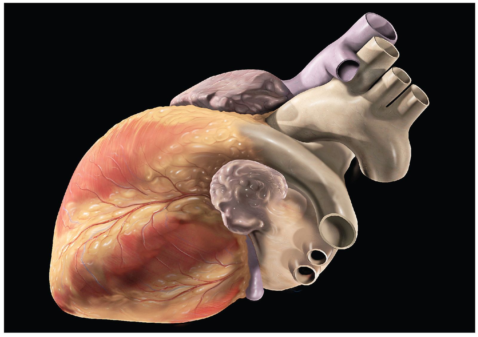 d Un coeur âgé peut rajeunir après une transplantation