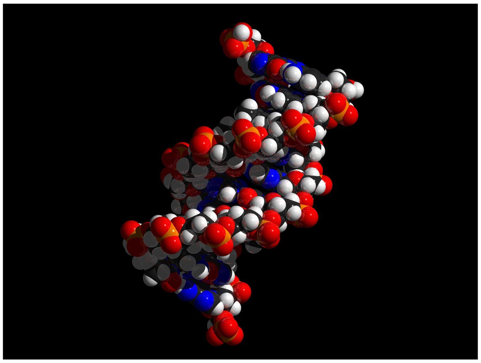 Modèle moléculaire de la double hélice d’ADN.