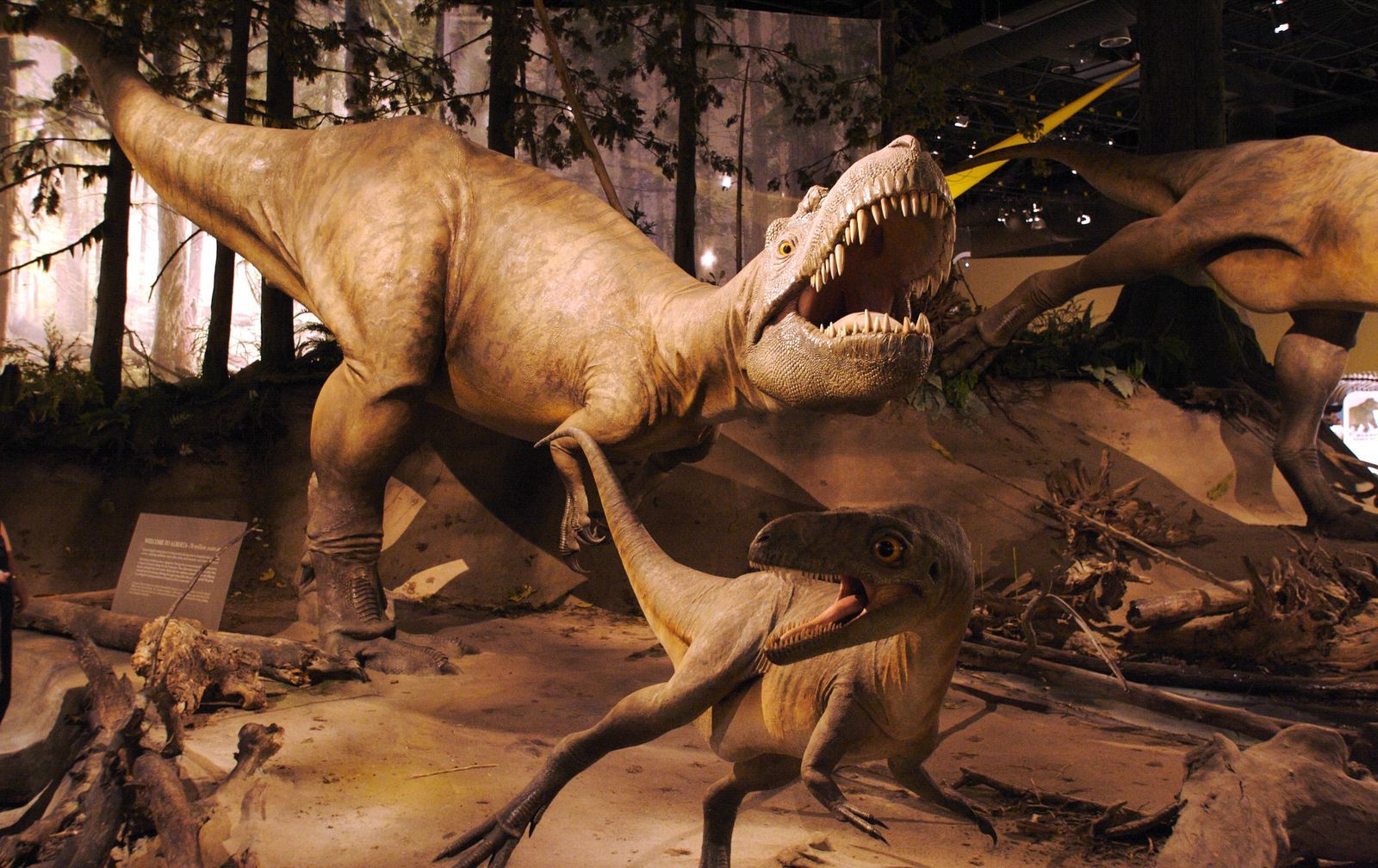 Reconstitutions d’Albertosaurus au Royal Tyrrell Museum.