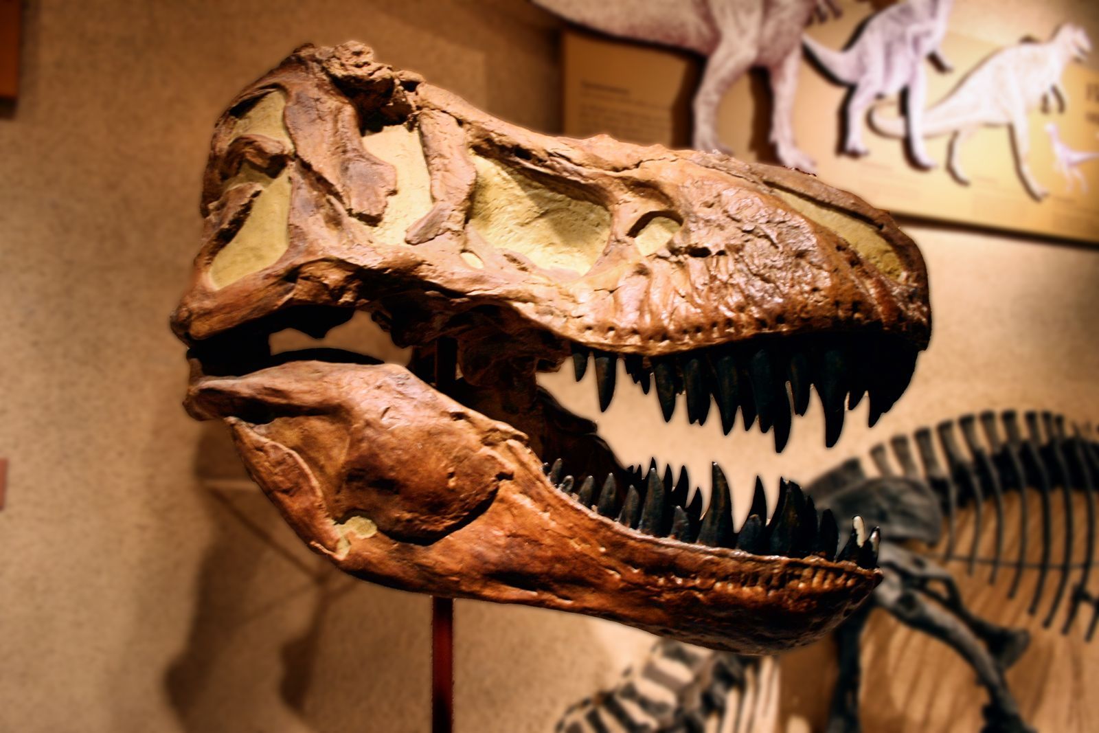 🦖 Un petit raptor aurait dévoré la dépouille d’un tyrannosaure