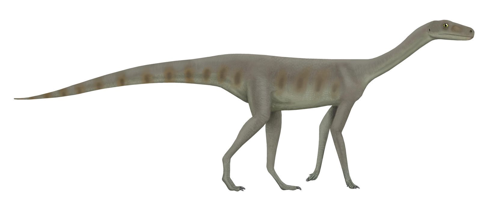 Reconstitution dâAsilisaurus kongwe, proche parent des dinosaures dĂ©couvert dans les couches triasiques de Tanzanie Ă©galement Ă©tudiĂ©es pour leur datation.