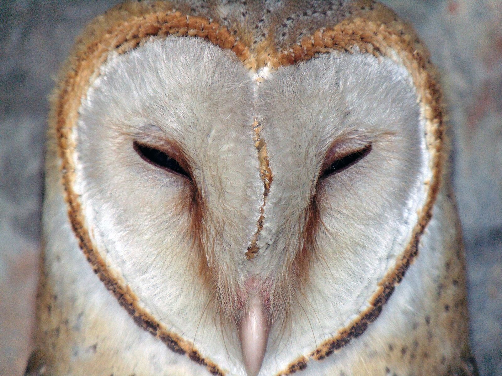 & Pourquoi certains chants d'oiseaux sont plus agréables à nos oreilles ?
