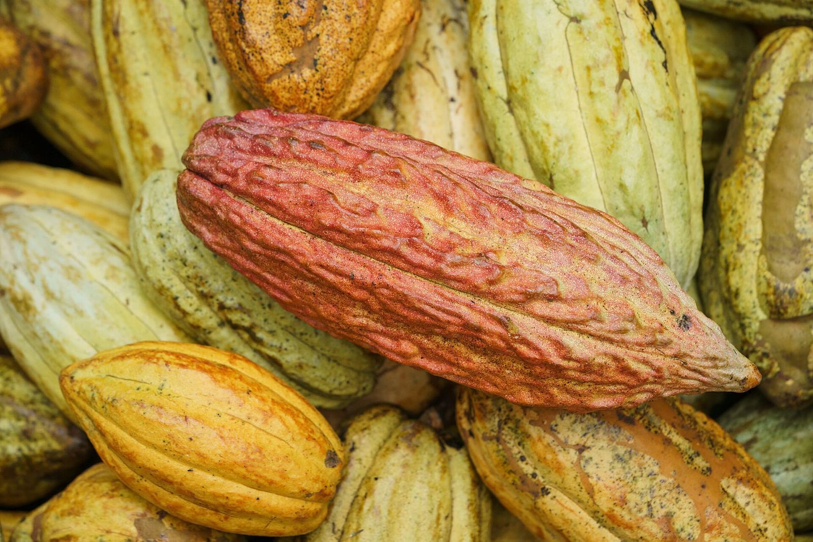 🍫 Du cacao consommé en Géorgie américaine il y a 1 000 ans