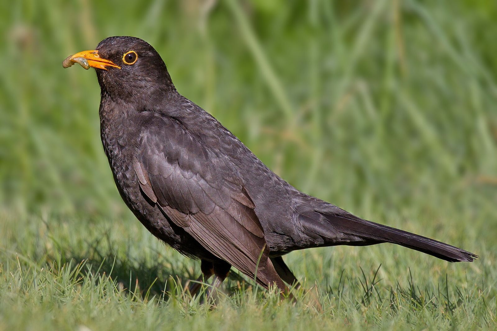 Merle noir mâle (Turdus merula), l’espèce dont les vocalisations ont reçu la meilleure note moyenne dans l’étude.