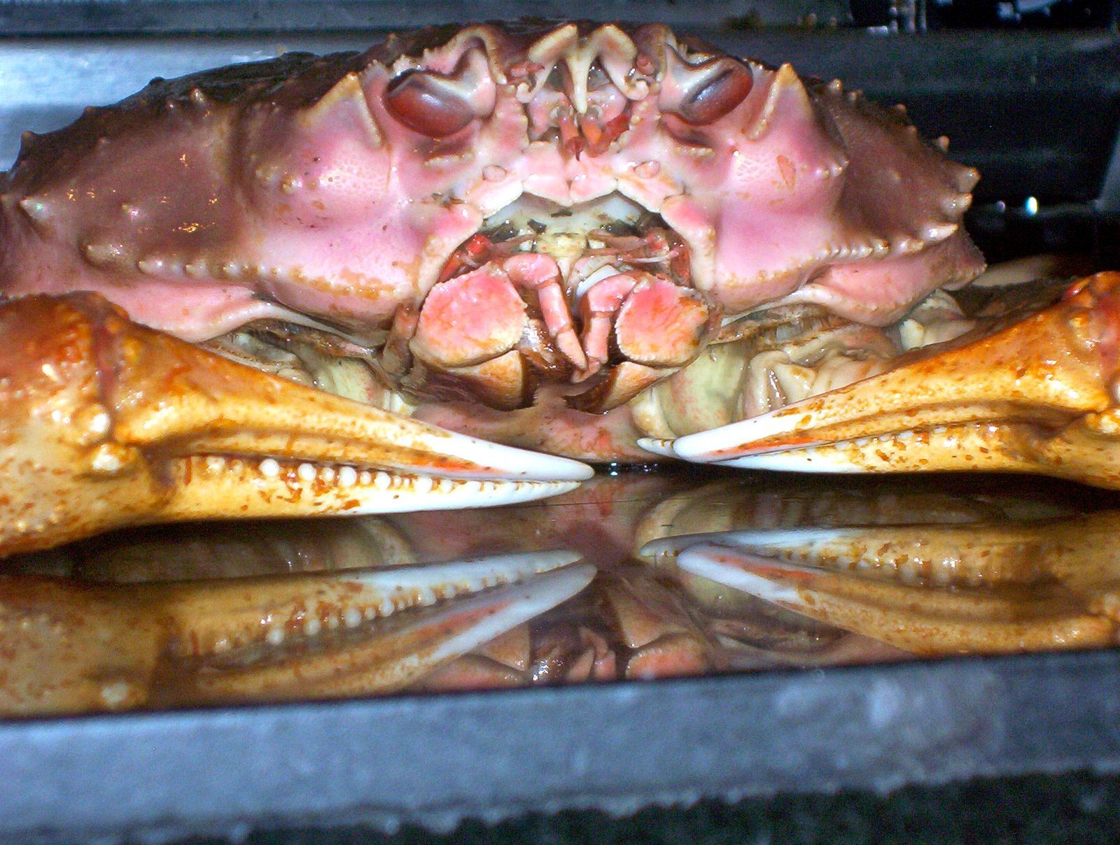Vue rapprochée de la face d'un crabe Tanner (Chionoecetes bairdi), une espèce apparentée au crabe des neiges.