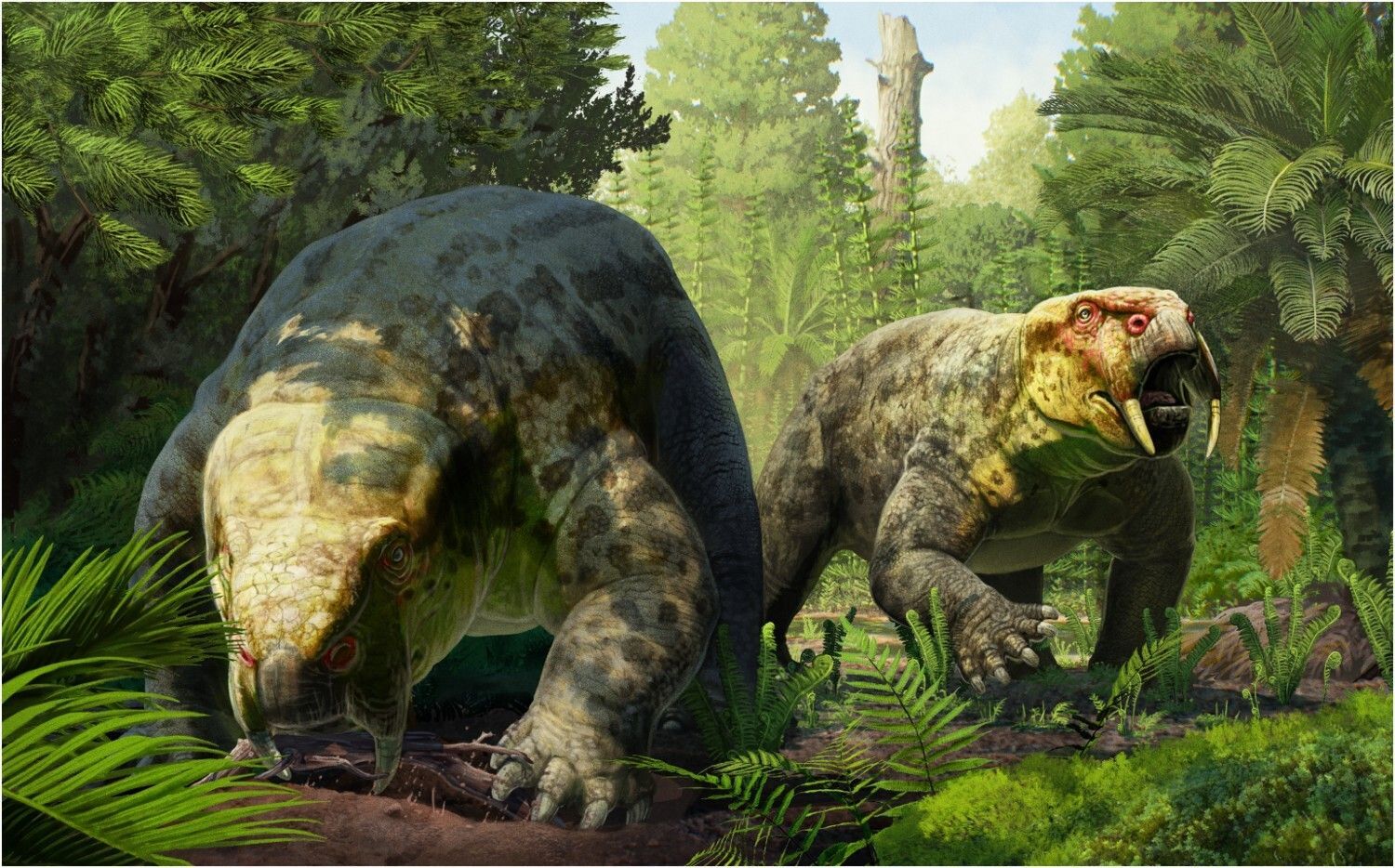 Reconstitution de Dinodontosaurus isiyavamanda, dicynodonte herbivore ayant vĂ©cu en Tanzanie il y a environ 240 millions dâannĂ©es.