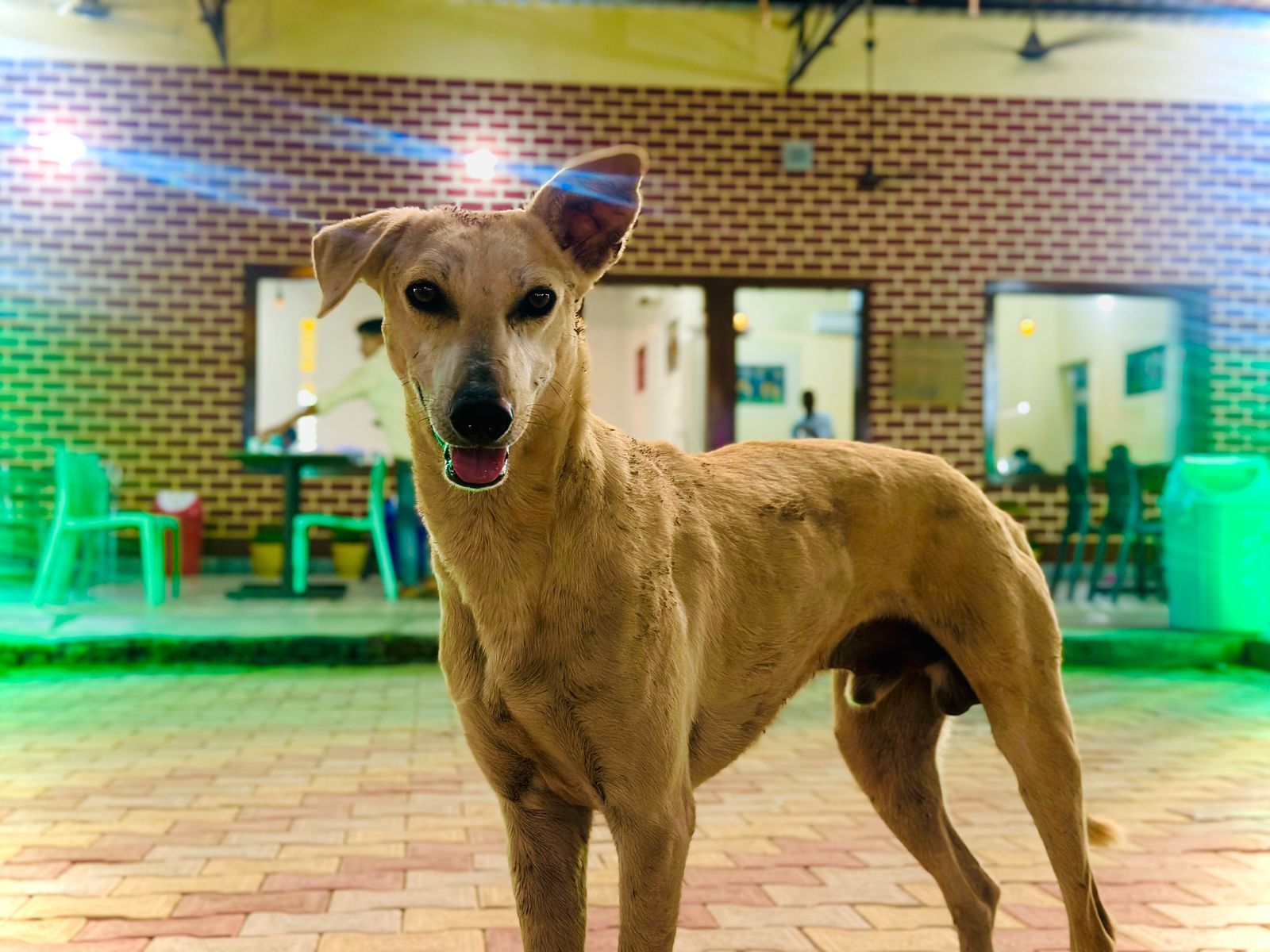 Un chien photographié face à l’objectif.