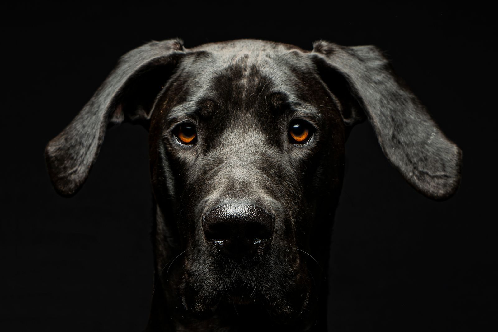 🐕 Pourquoi les grands chiens vieillissent-ils plus vite ?