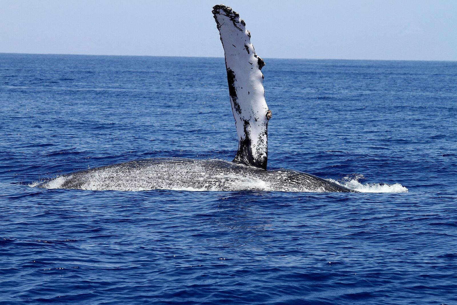 Des pales de moteur qui copient les nageoires de baleines : surprise en vue
