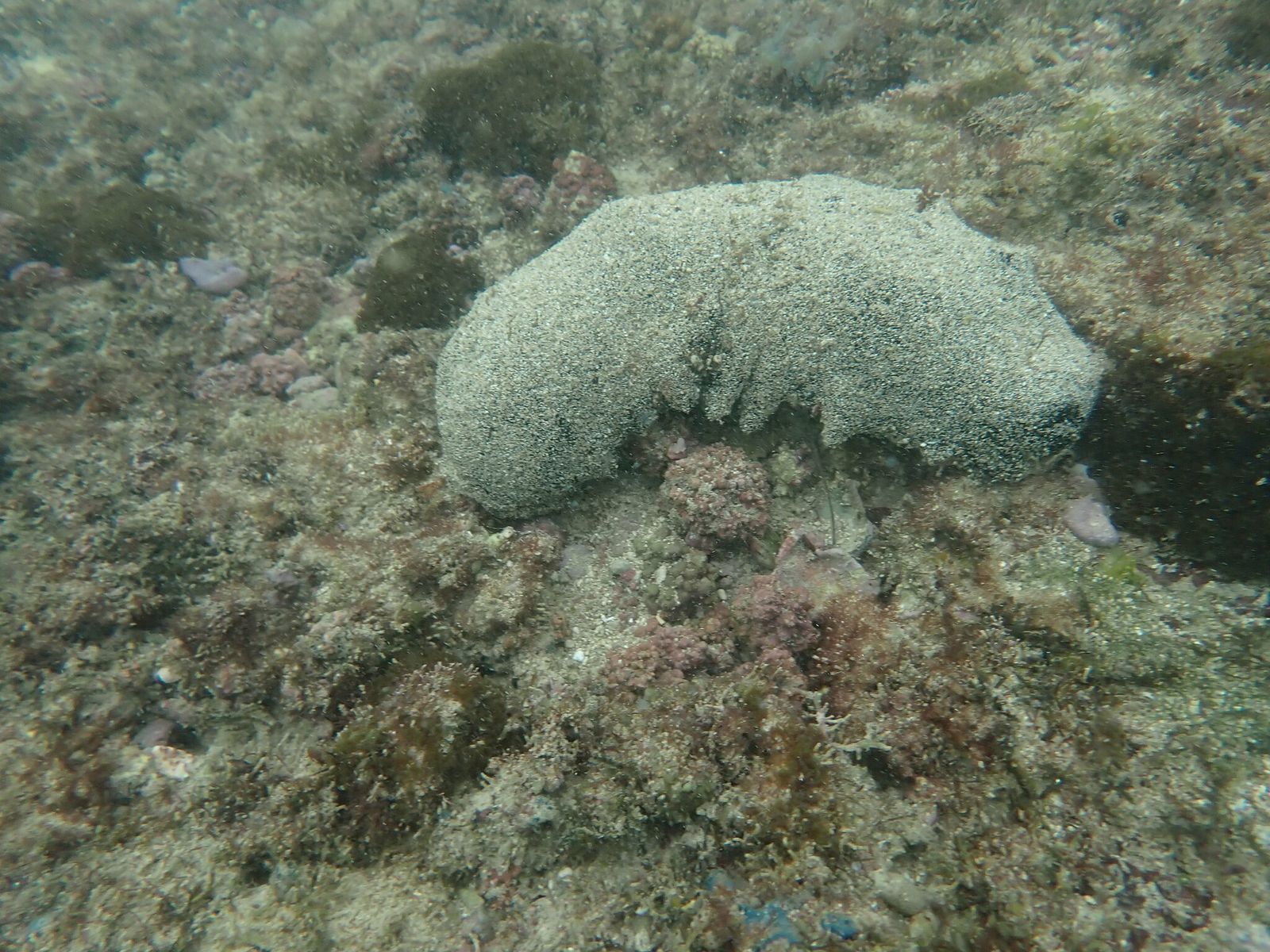 Holothuria whitmaei dans son habitat benthique, parmi des roches et des algues.