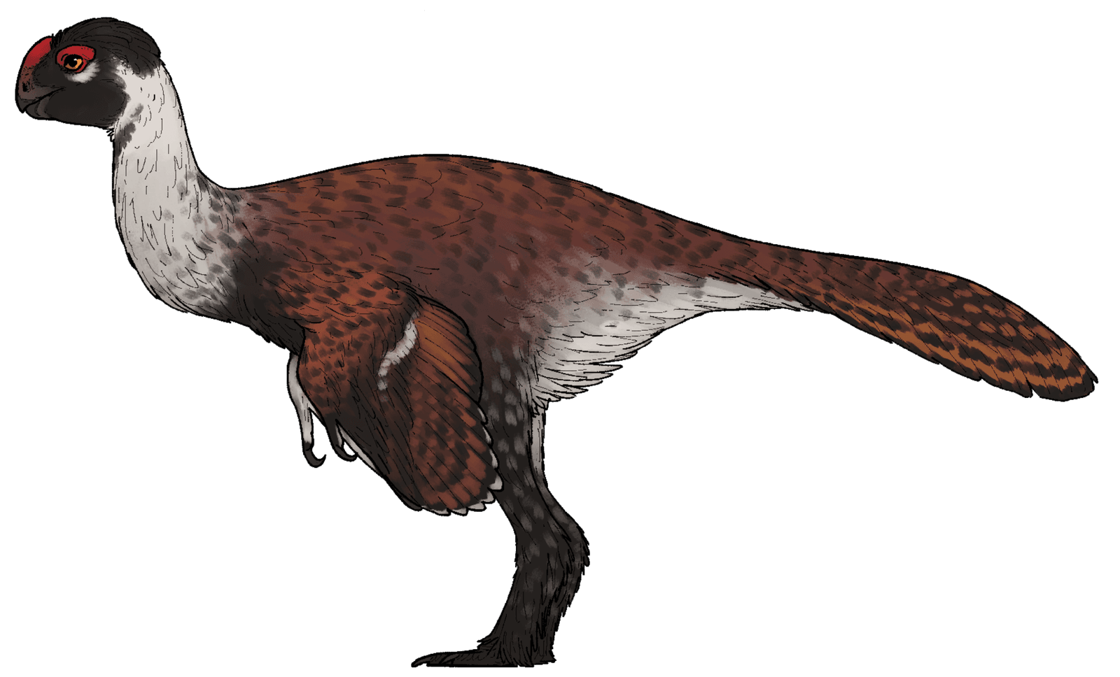 🦖 Ce dinosaure possède une caractéristique typique des perroquets actuels