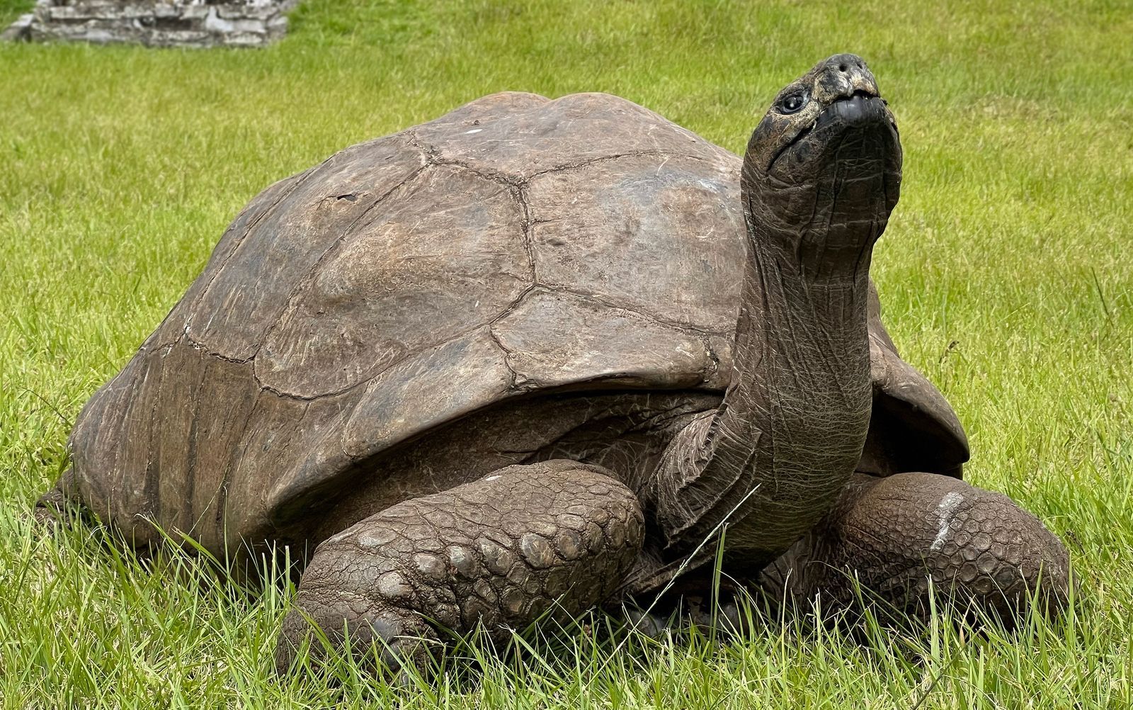 🐢 À 194 ans, Jonathan la tortue livre des secrets de son ADN