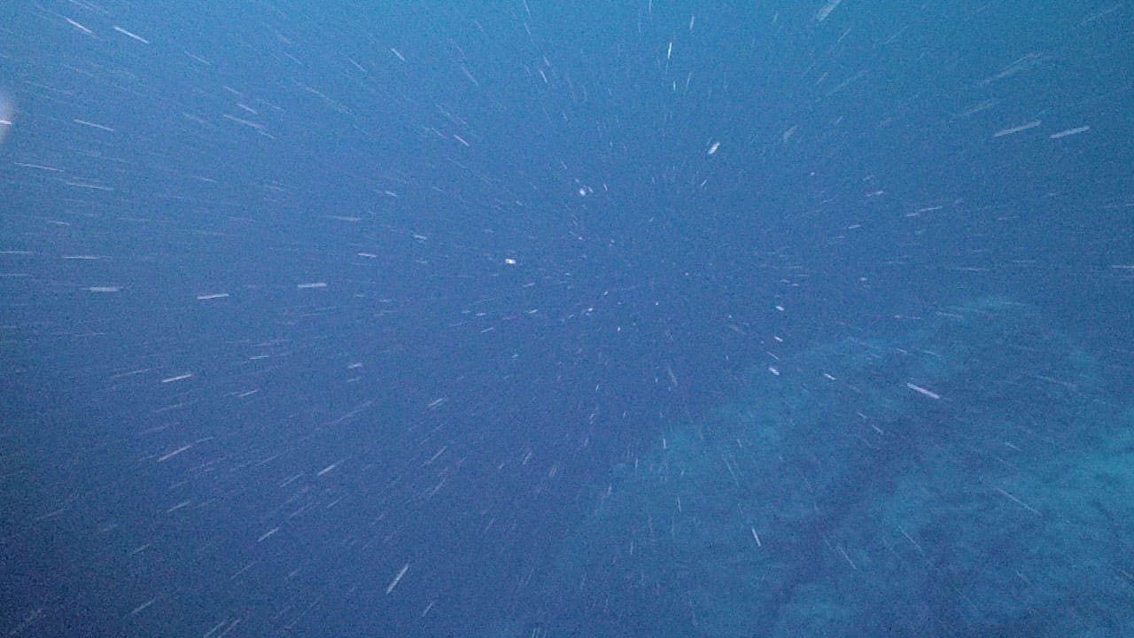 Particules de neige marine qui tombent dans la colonne d’eau.