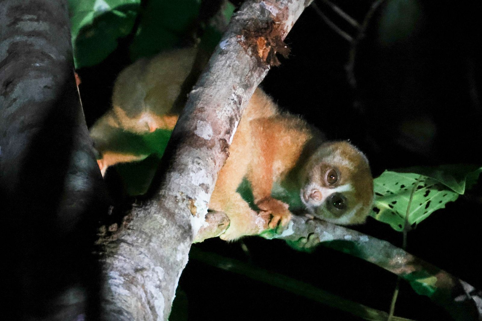 🐒 Un primate venimeux que l'on croyait disparu est pourtant toujours présent