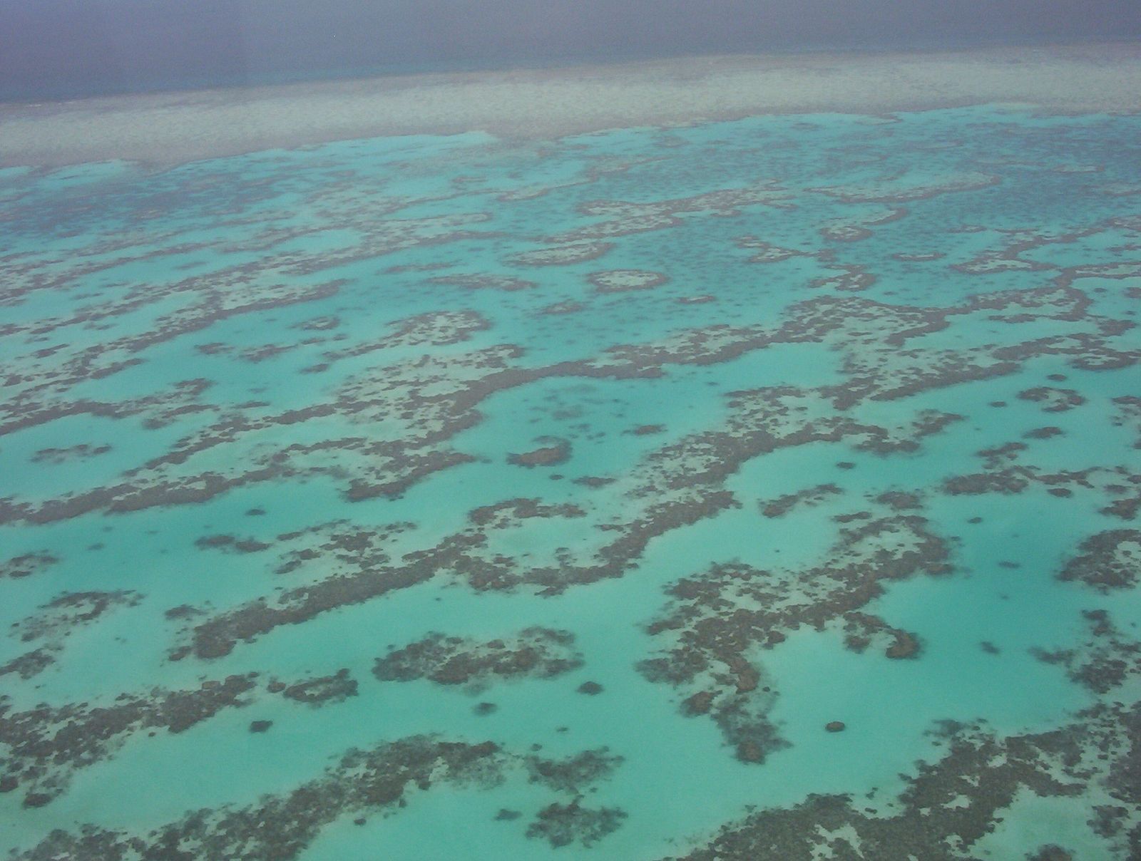   Des milliers de microbes inconnus découverts dans la Grande Barrière de corail