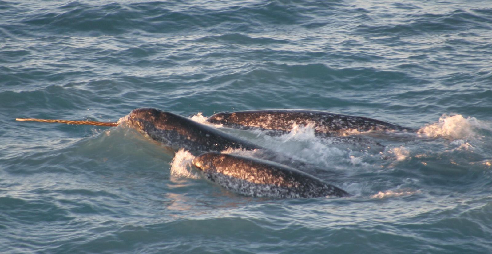 Un groupe de narvals nage Ă la surface de lâocĂ©an Arctique.