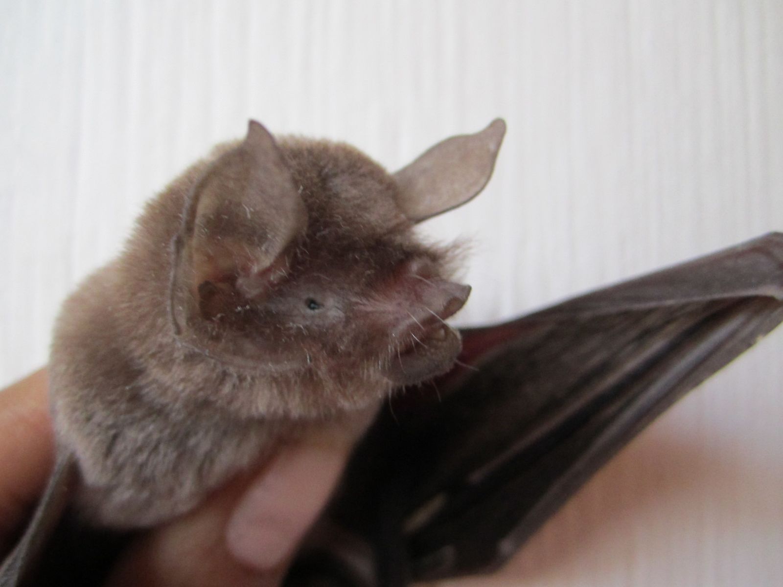 Une chauve-souris Pteronotus parnellii photographiée au Mexique.