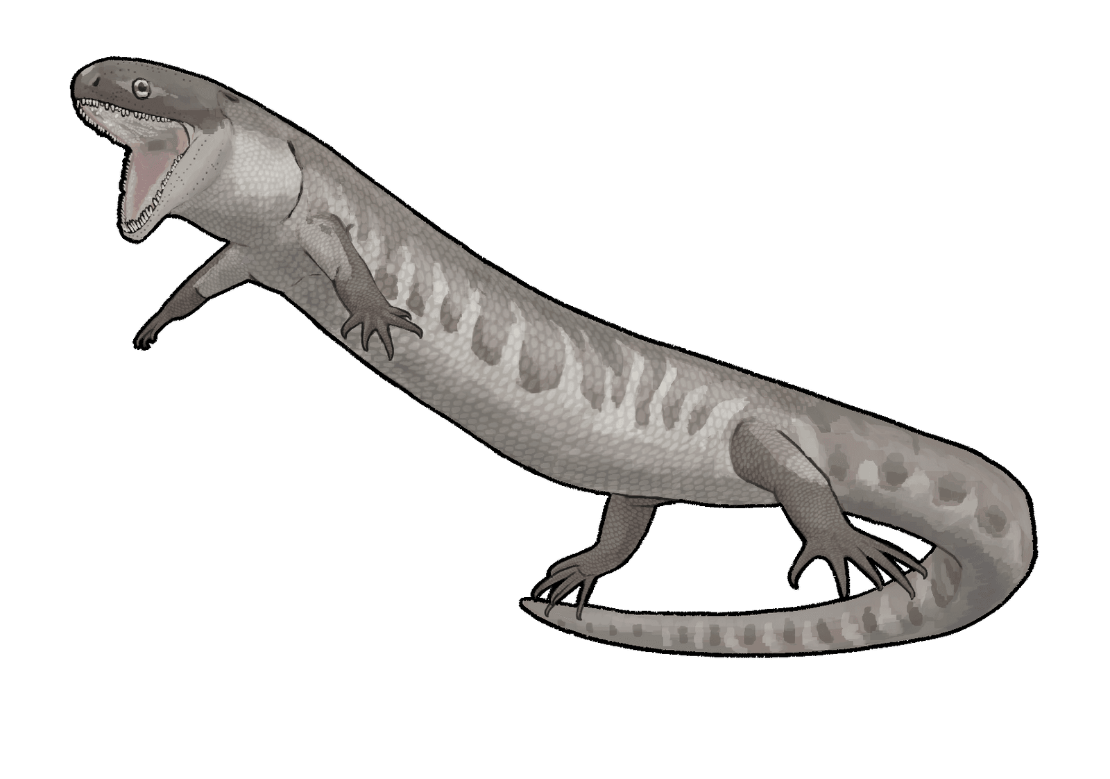 🦎 Le « plus vieux reptile » terrestre avait en réalité des branchies