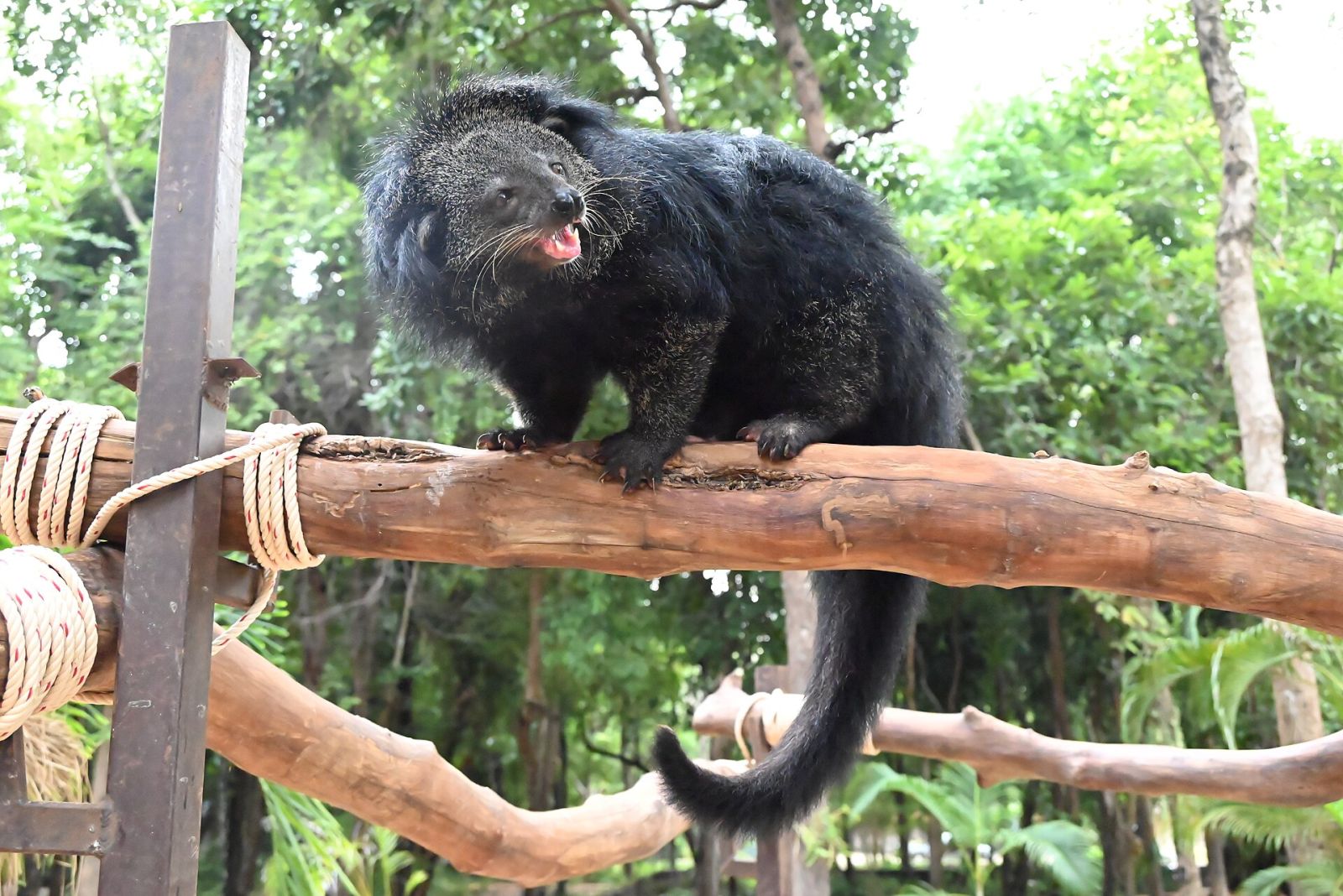 Conhece o gato-urso, esse animal que cheira a pipoca?