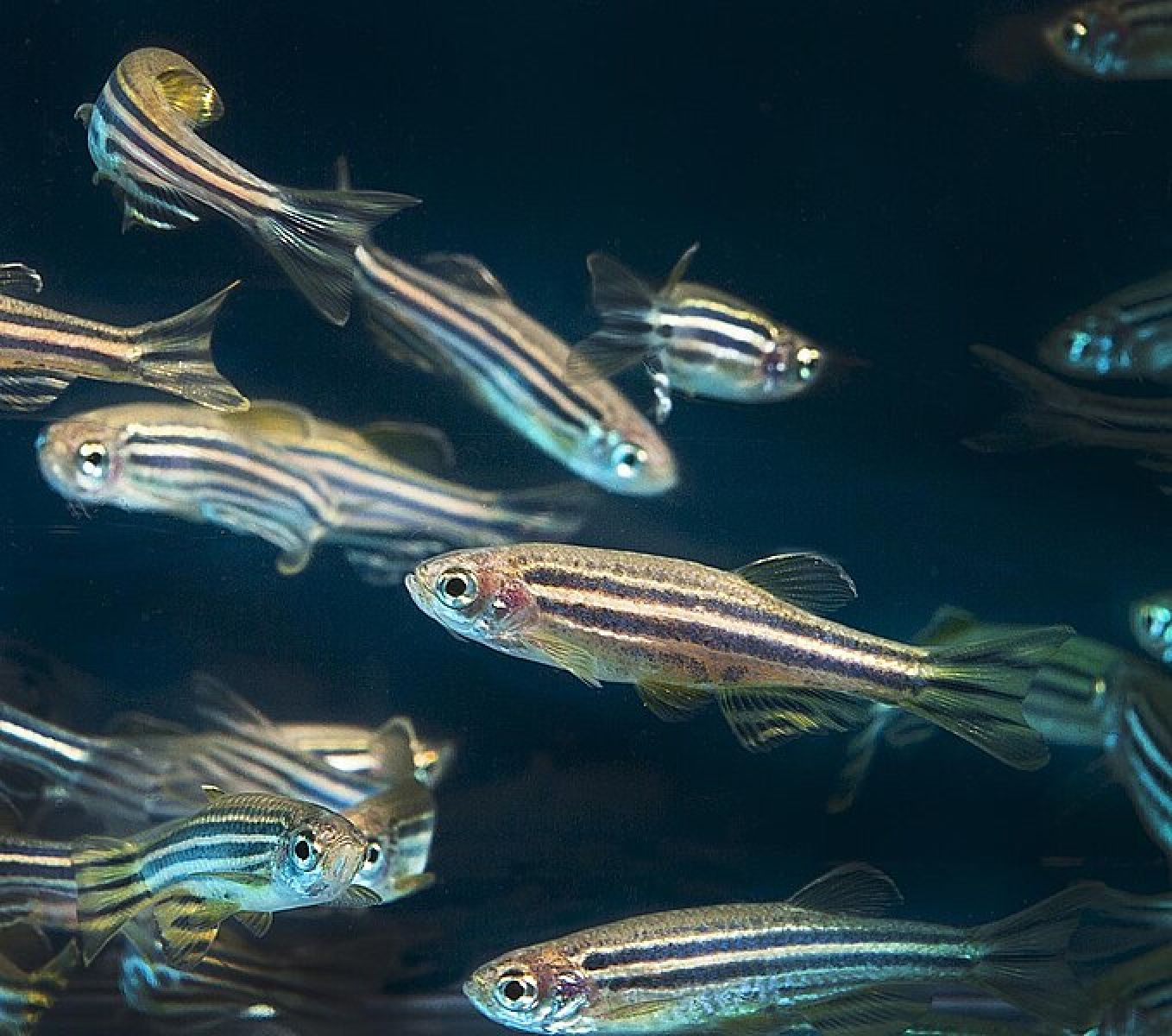 Os peixes são capazes de planejar o próprio nascimento 🐟