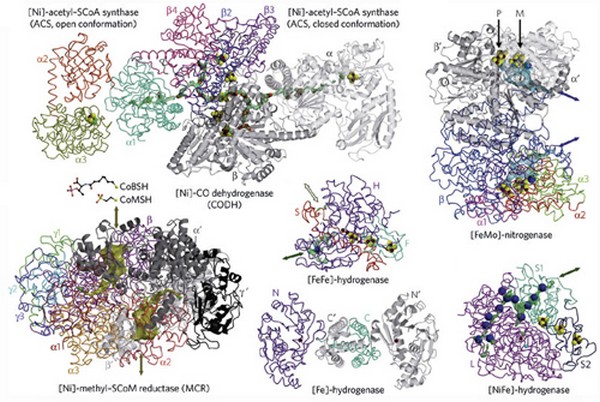 Origines de la vie : le point sur les enzymes ancestrales
