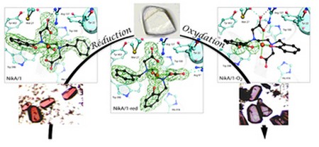 Les métalloenzymes artificielles, ou la chimie de synthèse de demain