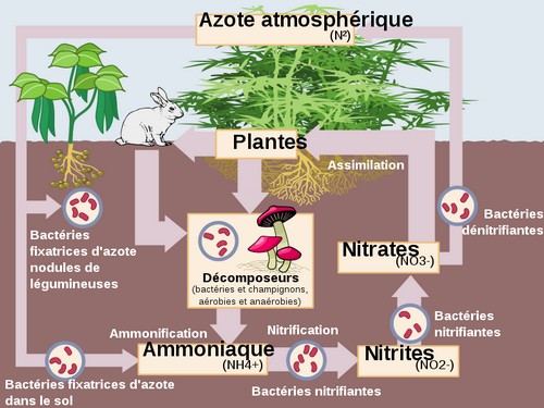 Le cycle de l'azote affecté par l'utilisation des énergies fossiles