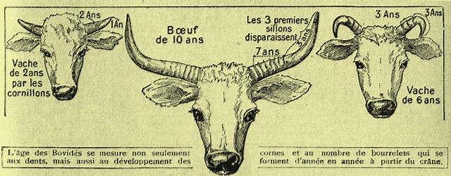 Rétro 1934 : Qel âge peut avoir ce bœuf, ce cheval, ce mouton…?