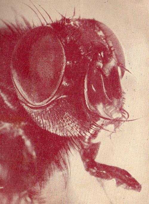 Rétro 1938: Quels sont ces animaux géants ?