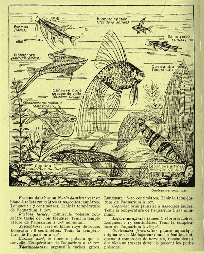 Rétro 1937: Des bijoux vivants : les poissons d’aquarium