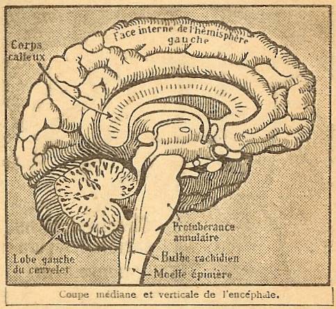 Rétro 1928 : Les mystères du cerveau (3/3)
