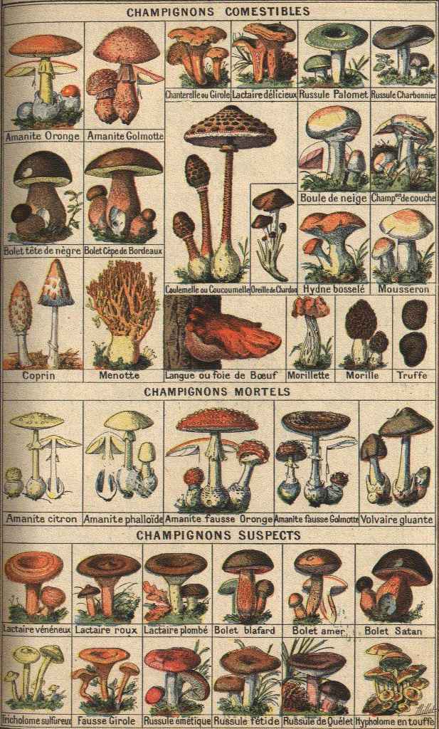 Rétro 1908 : Bons et mauvais champignons