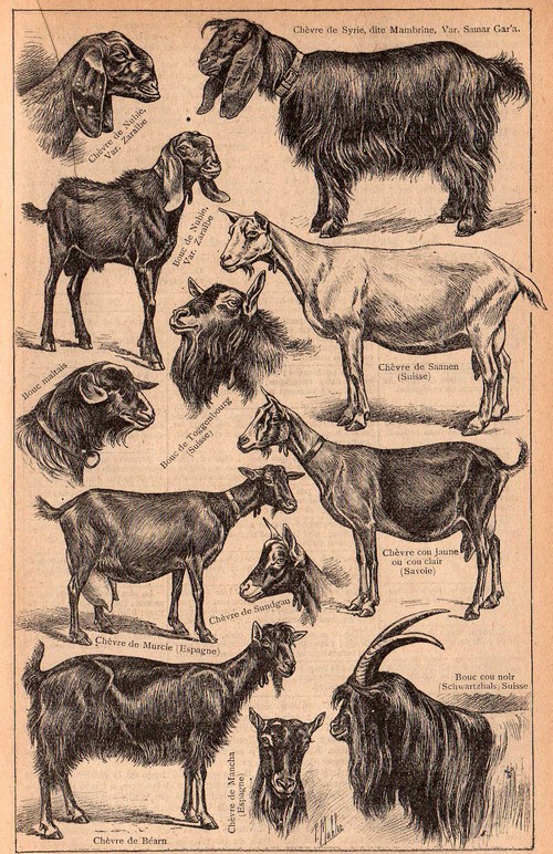 Rétro 1906: La meilleure des remplaçantes