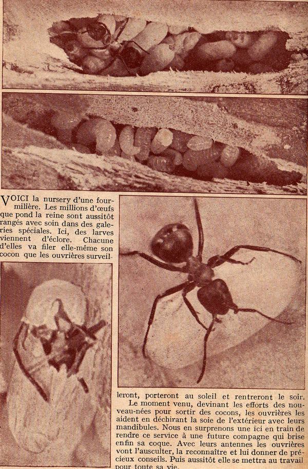 Rétro 1937 : La république des fourmis