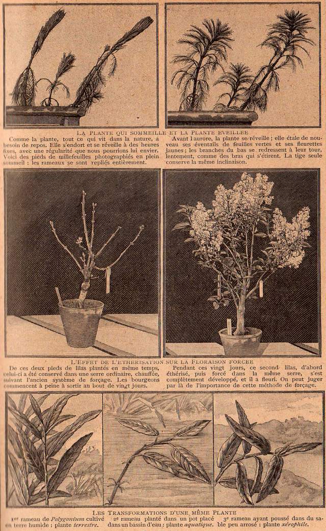 Rétro 1905 : Derniers prodiges de l'agriculture
