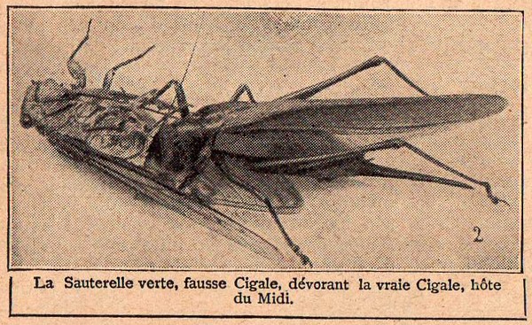 Rétro 1912: Les moeurs cruelles des insectes