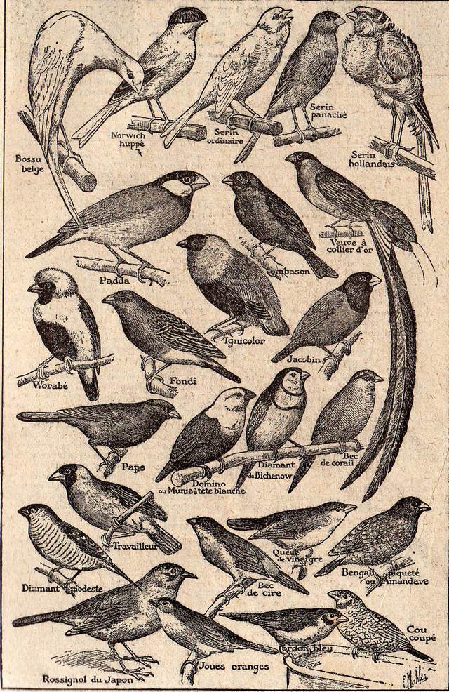 Rétro 1920 : Les plus jolis oiseaux de cage