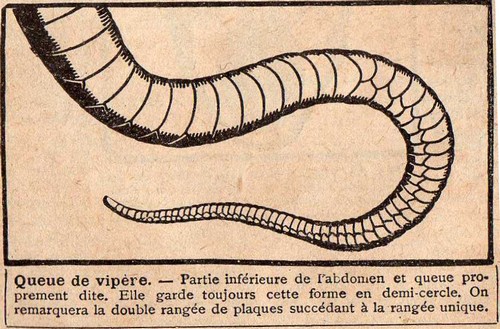 Rétro 1931: La vipère