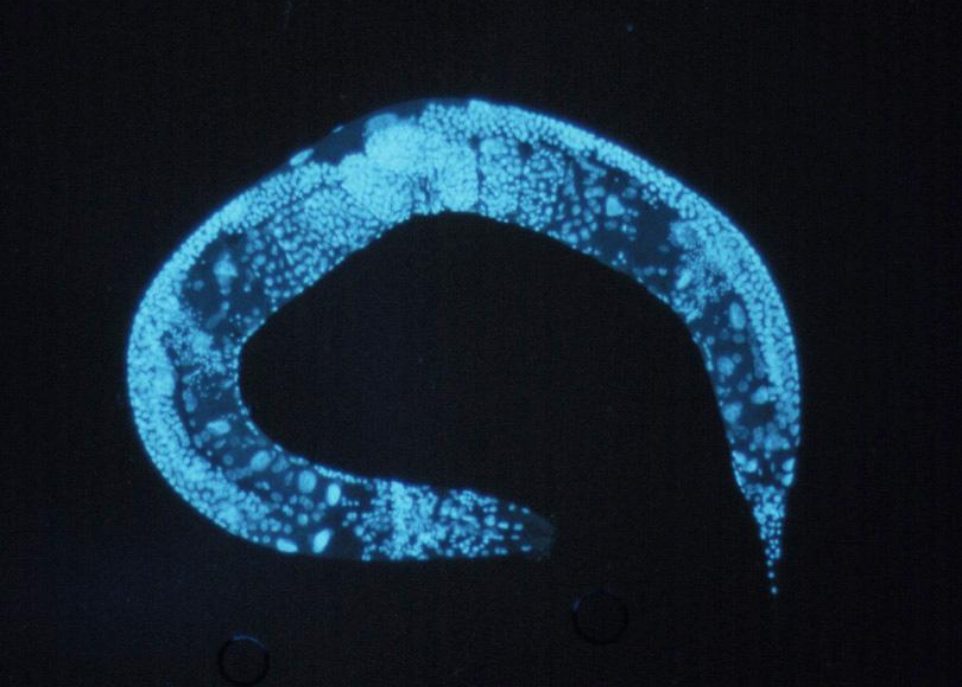 Une fonction inattendue des microARN chez le ver C. elegans